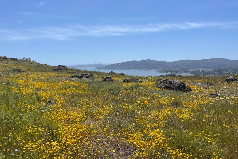 Ring Mountain wildflowers