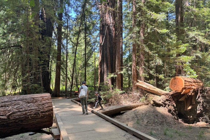 Roy's Redwoods preserve boardwalk and trees with family hiking