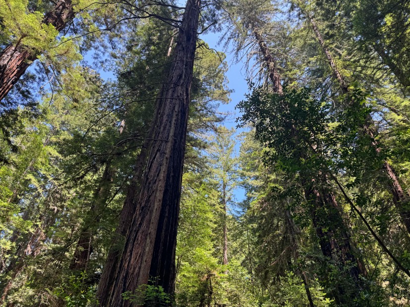 Redwood trees and sky at Roy's Redwoods Preserve