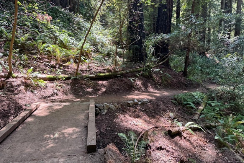 Trail uphill with ferns at Roy's Redwoods Preserve San Geronimo Valley
