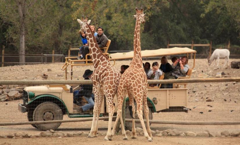 safari west overnight reviews