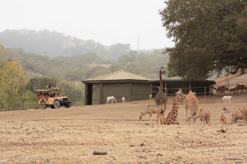 Safari West