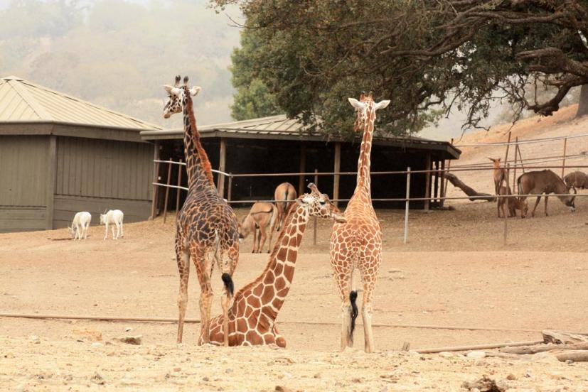 Safari West