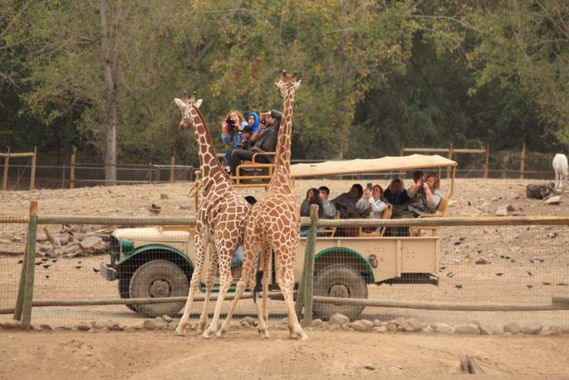 Safari West