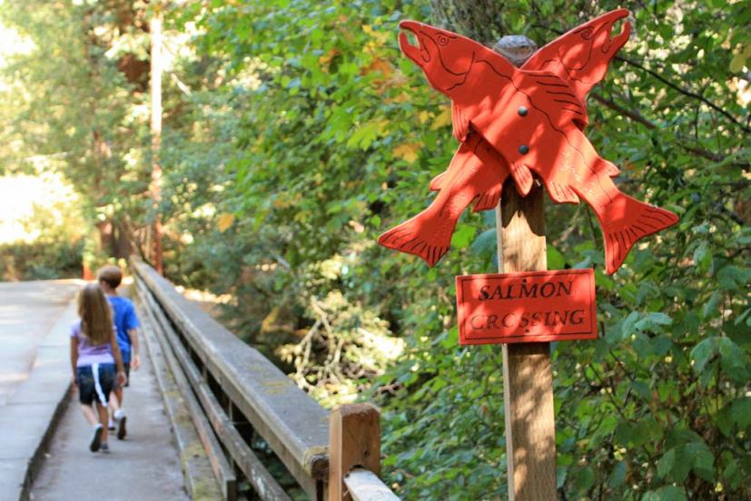 Salmon crossing Lagunitas Creek