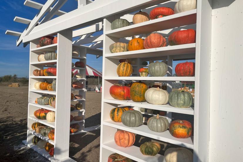 Santa Rosa Pumpkin Patch