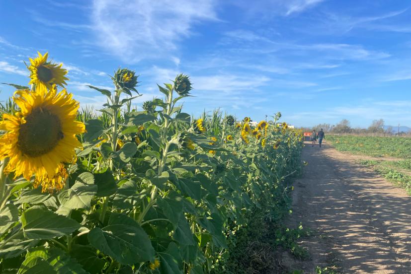 Santa Rosa Pumpkin Patch