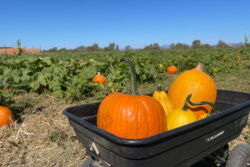 Santa Rosa Pumpkin Patch