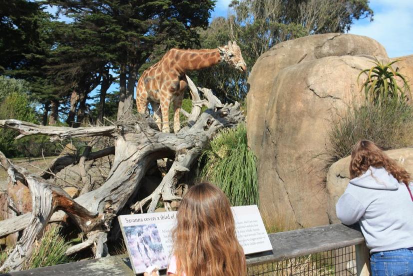 San Francisco Zoo giraffe