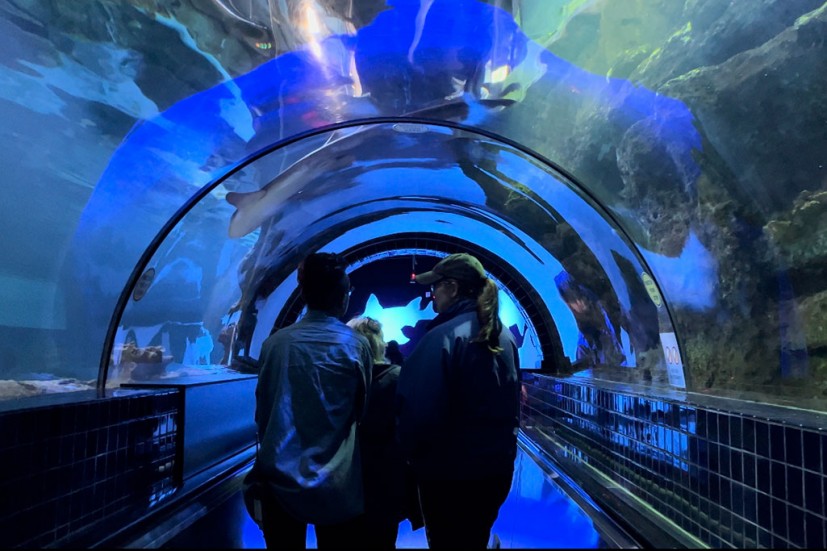 underwater acrylic tunnel Shark Experience at Six Flags Discovery Kingdom Vallejo