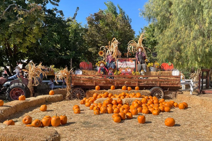 Smith Family Farm pumpkin patch Brentwood