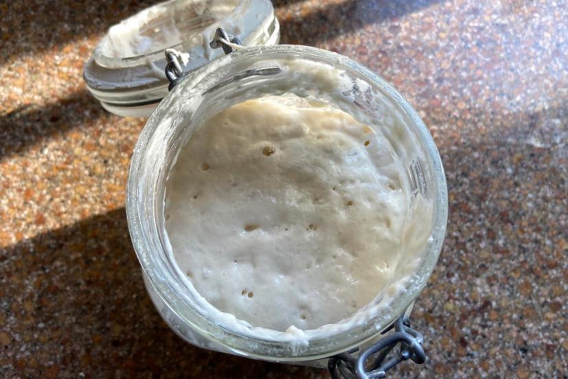 sourdough starter