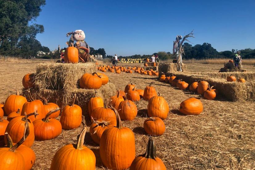 Godmothers Pumpkin Patch St. Vincent's