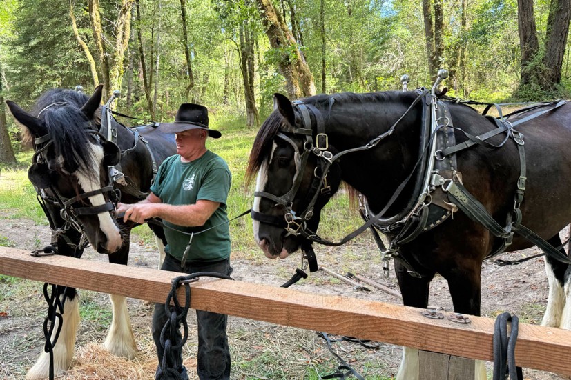 Shire horses at sturgeon's mill