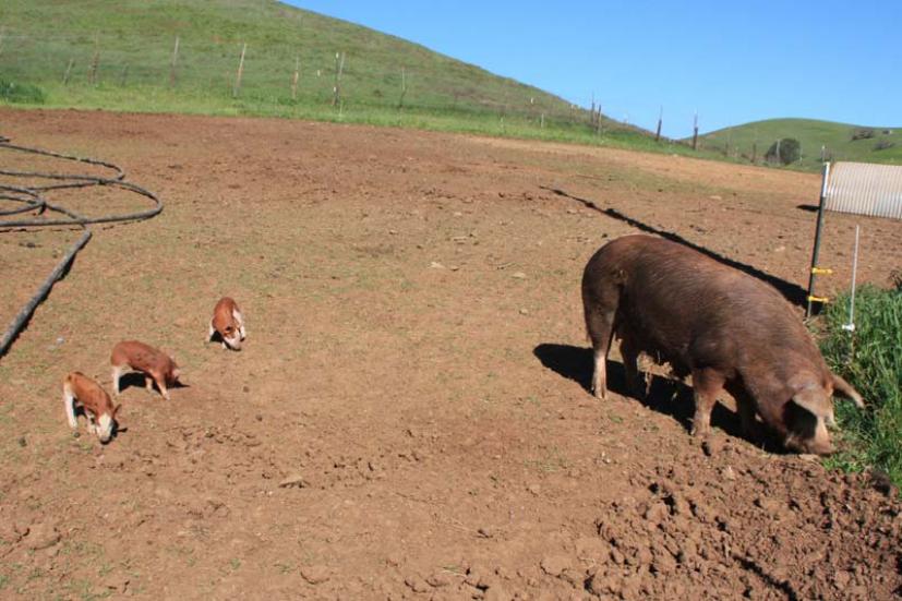 Tara Firma Farms Petaluma