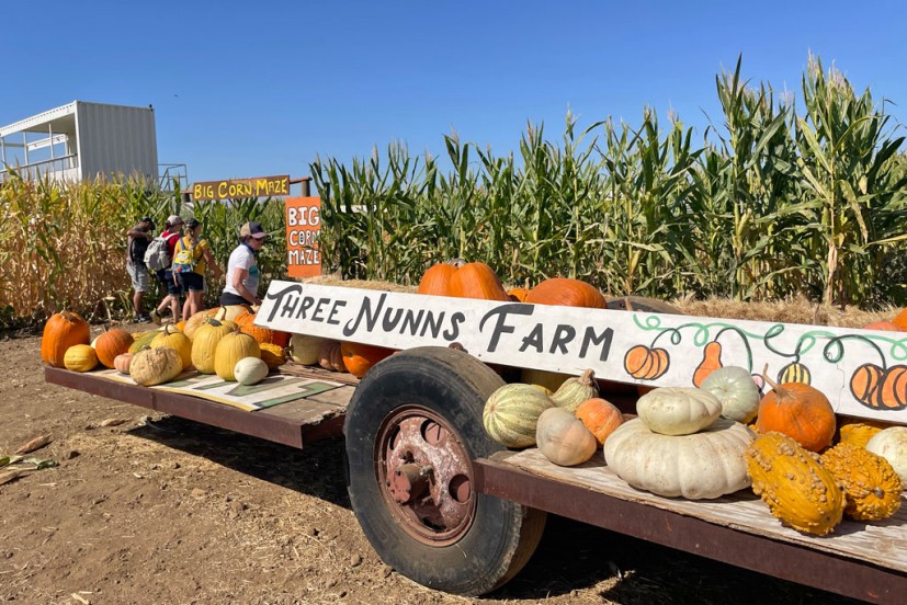 Three Nunns Farm pumpkin patch Brentwood