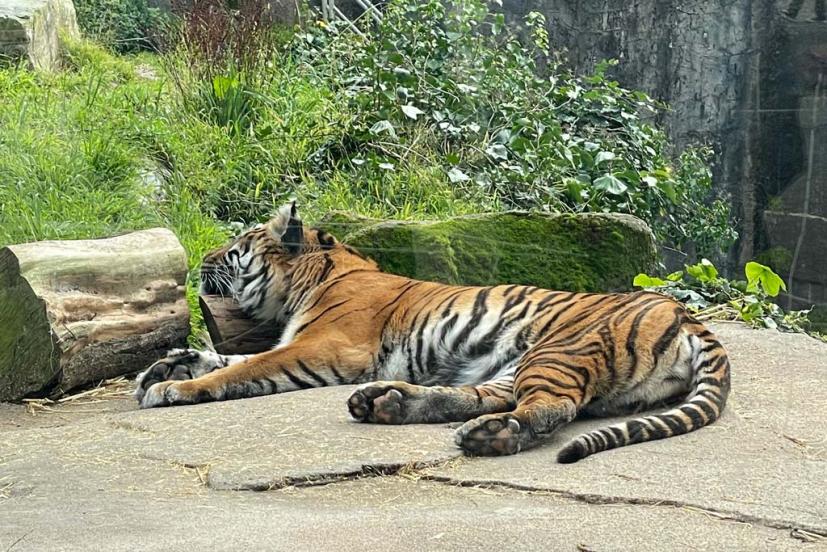 SF Zoo tiger