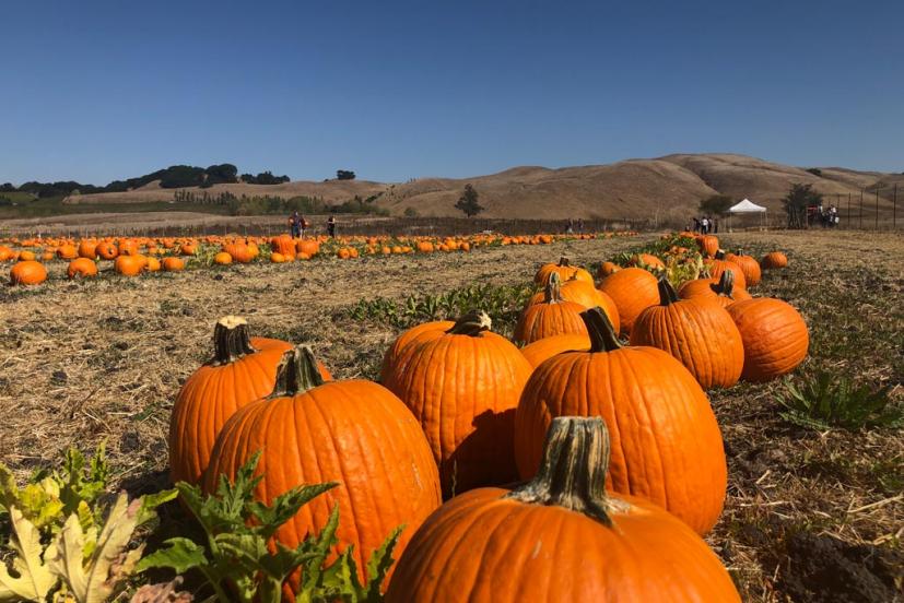 Tolay Fall Festival pumpkins