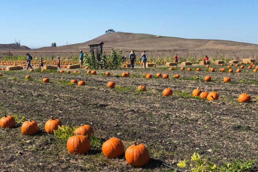 Tolay Fall Festival pumpkin patch