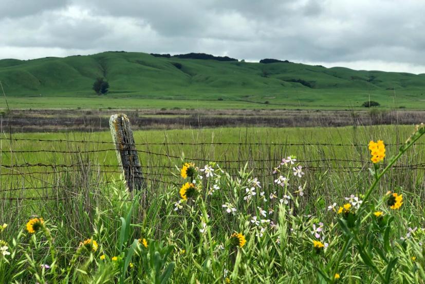 Tolay Lake Regional Park Petaluma