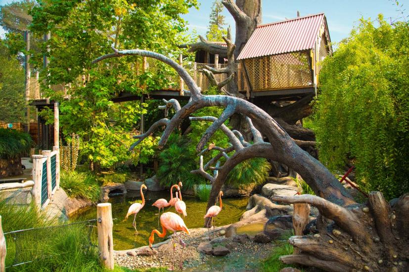 Treehouse and birds at Palo Alto Junior Museum and Zoo