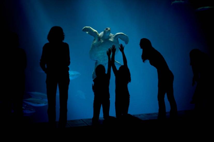 Monterey Bay Aquarium