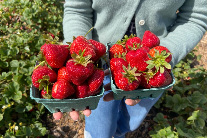 U-pick strawberries at Blue Marble Acres in West Marin
