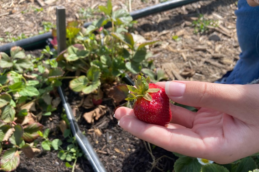 U-pick strawberries at Blue Marble Acres in West Marin
