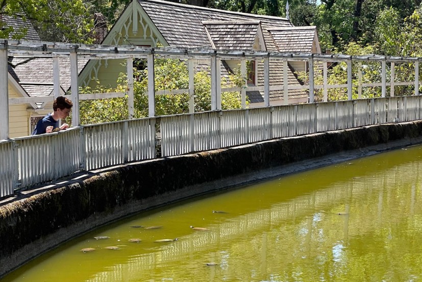 Vallejo Home reservoir with turtles