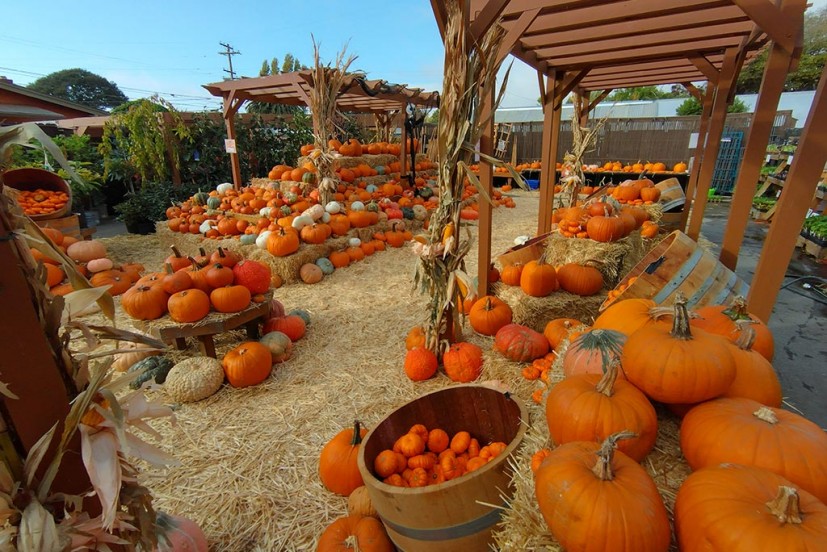 Westbrae Pumpkin Patch in Berkeley