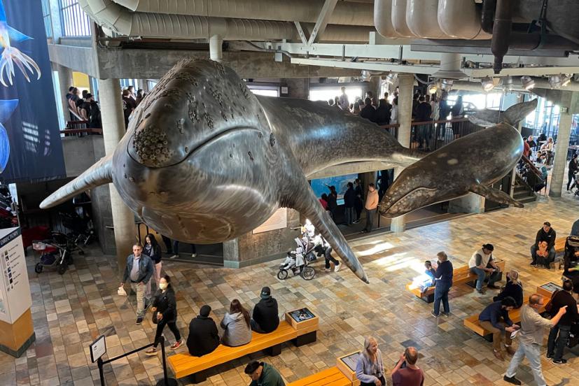 Monterey Bay Aquarium whales