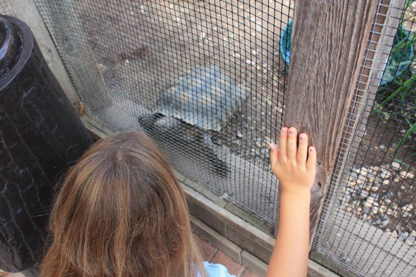 WildCare San Rafael