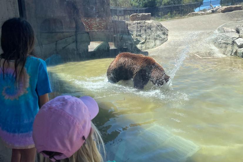 Bear at the Oakland zoo