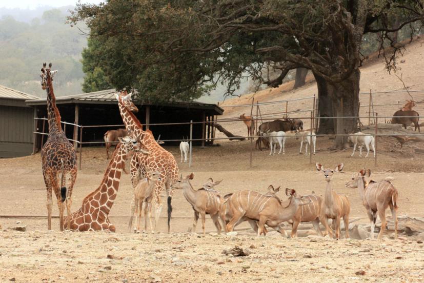 Giraffes and antelope at Safari West zoo in Santa Rosa