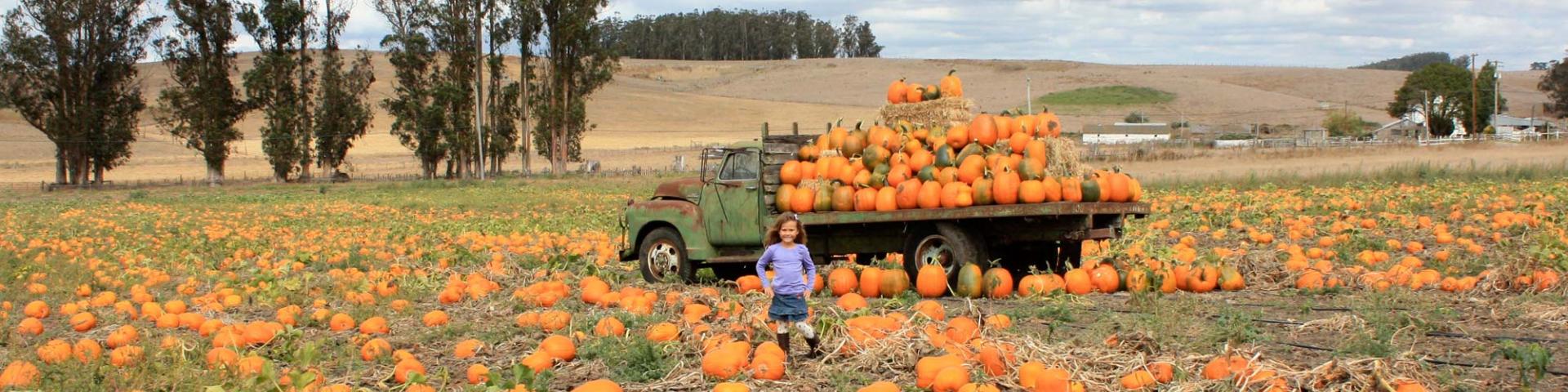 Halloween Peter Pumpkin Patch Marin Petaluma