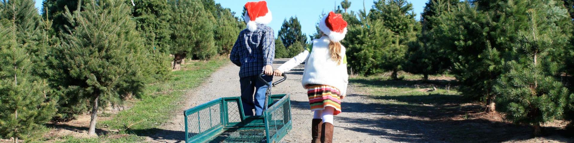 Marin Holiday Guide - kids at Christmas Tree Farm