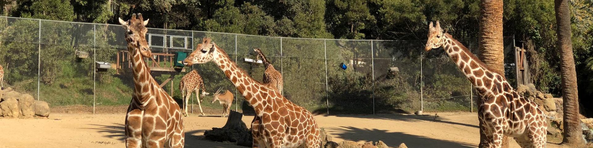 Giraffes at the Oakland Zoo