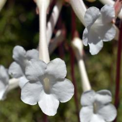 Sinningia tubiflora