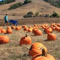 Nicasio Valley Pumpkin Patch