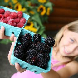 farmers market