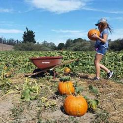 McClelland's Pumpkin Patch