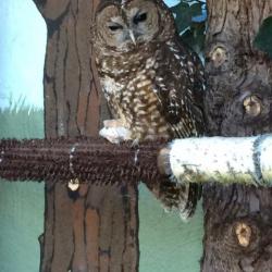 Owl from Wildcare