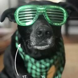 Patrick the dog