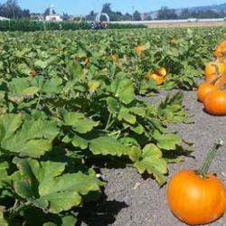Petaluma Pumpkin Patch