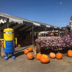 Pronzini Pumpkin Patch