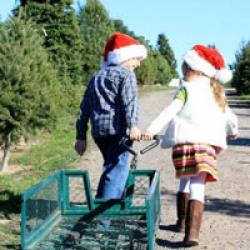 Frosty Mountain Tree Farm, Sebastopol