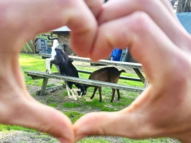 Goats on and under picnic table viewed through hands making heart symbol