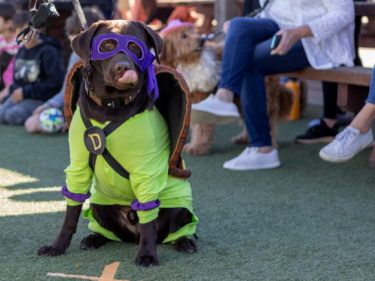 Ninja Turtle dog in costume