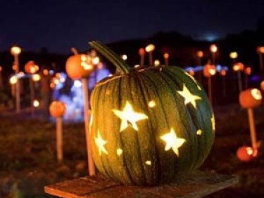 Pumpkins on Pikes, Tara Firma Farm in Petaluma