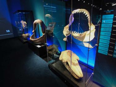 gallery with shark jaw display